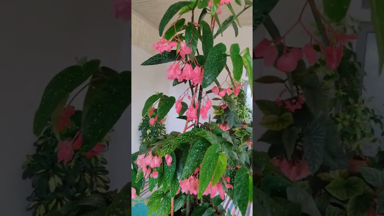 s&ouml;ğ&uuml;t begonyamız 💞#begonya #begonia #begonias #&ccedil;i&ccedil;ek #&ccedil;i&ccedil;ekbakımı #&ccedil;i&ccedil;eklerim #flowers #flors