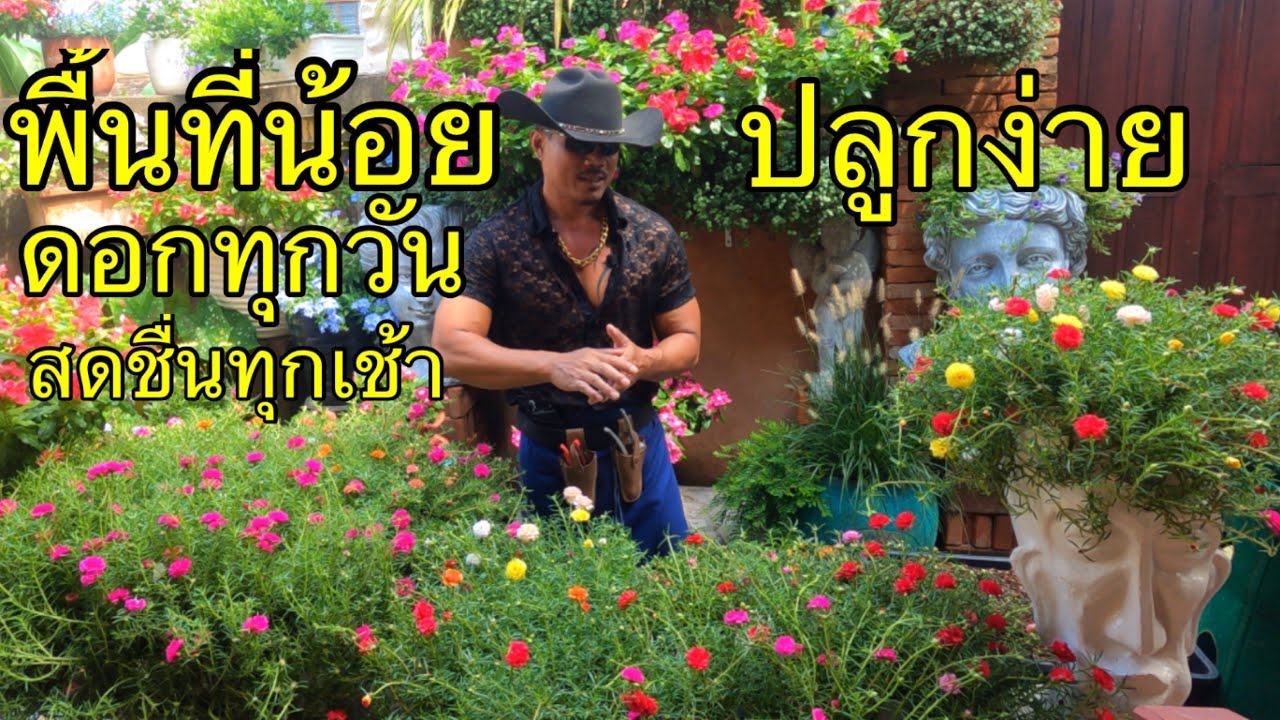 แพรเซี่ยงไฮ้ ดอกไม้ปลูกง่ายปลูกได้หลายๆแบบ 