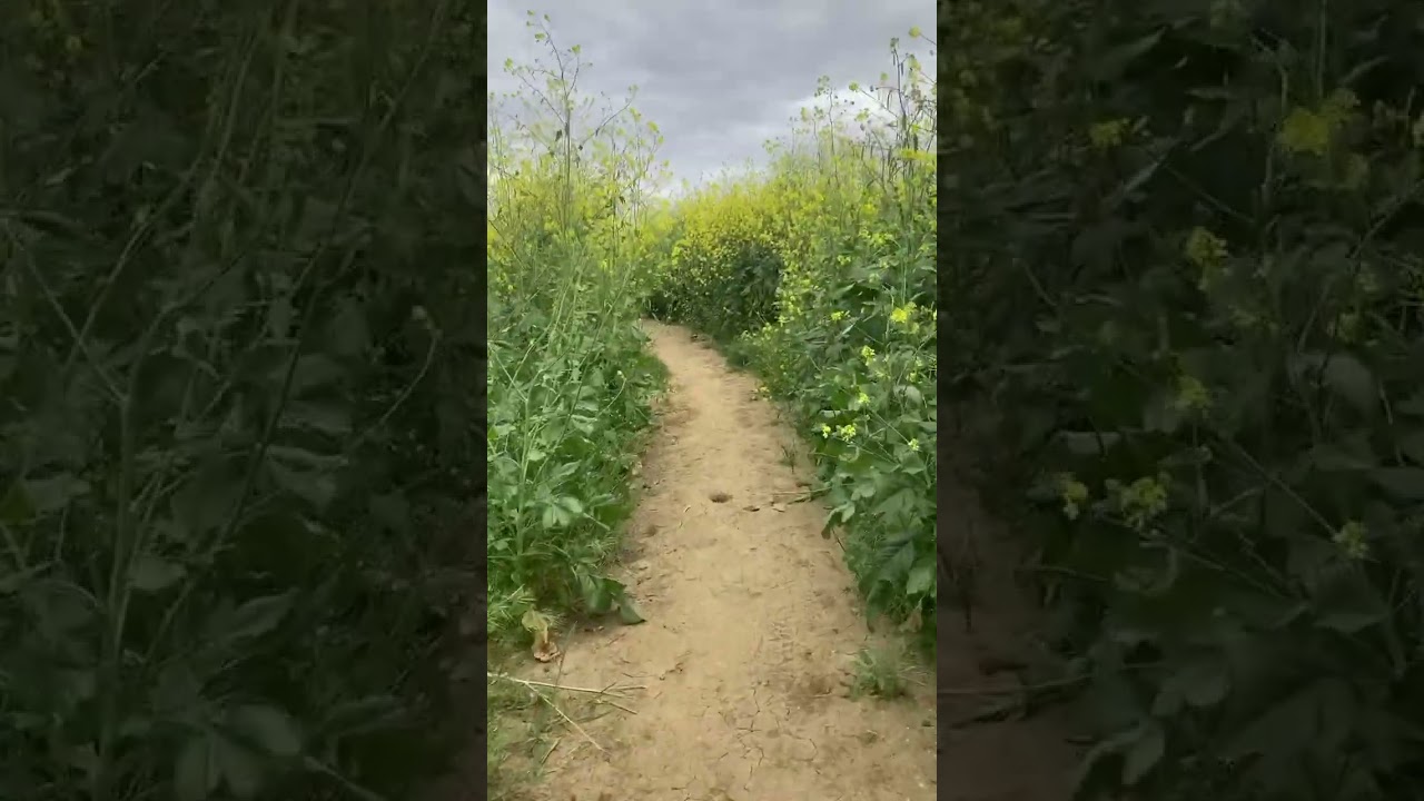 Mustard grove on The Peralta Hills Trail