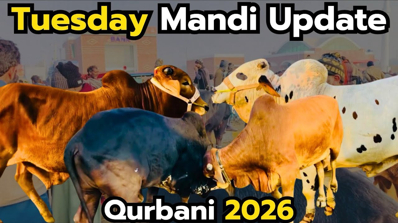 📌 Title:Tuesday Mandi Update 🐄 | Cow Ke Aaj Ke Fresh Rates