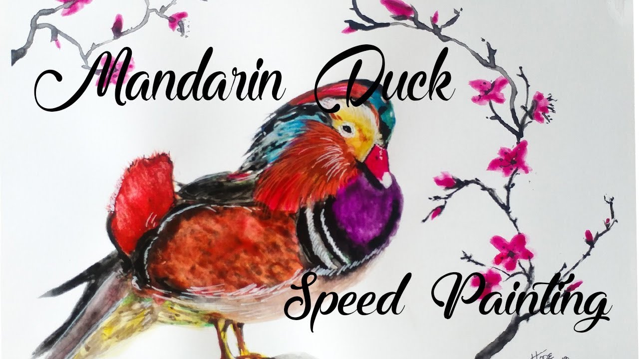 Mandarin Duck - Speed Painting