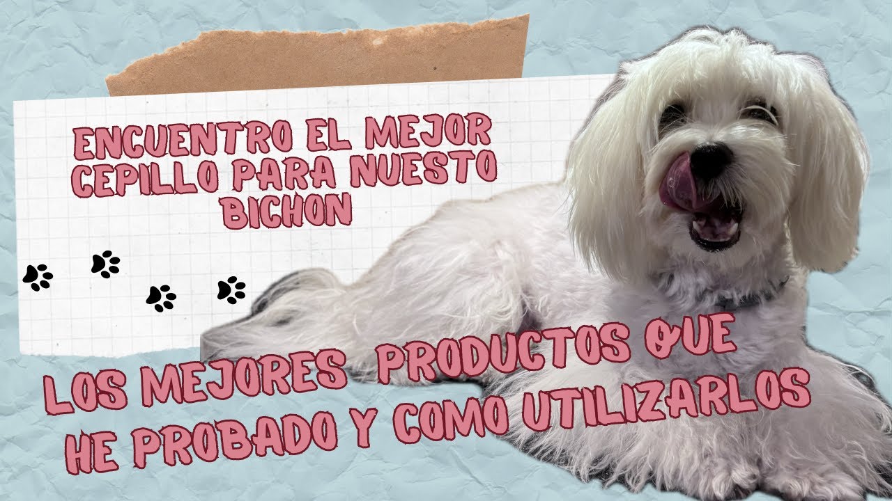 🔥EL MEJOR CEPILLO ENCONTRADO PARA EL BICHON MALTES  Y MEJORES PRODUCTOS PROBADOS PARA SU HIGIENE 💖🐶