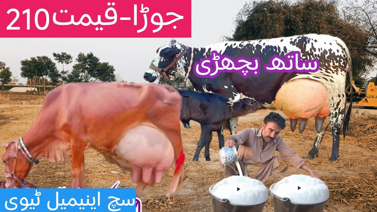03466152628|Cholistani cow | sahiwal cow | sahiwal jersey cross | cholistani friesian cross | cow 