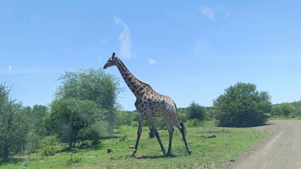 Kruger national park day visit 