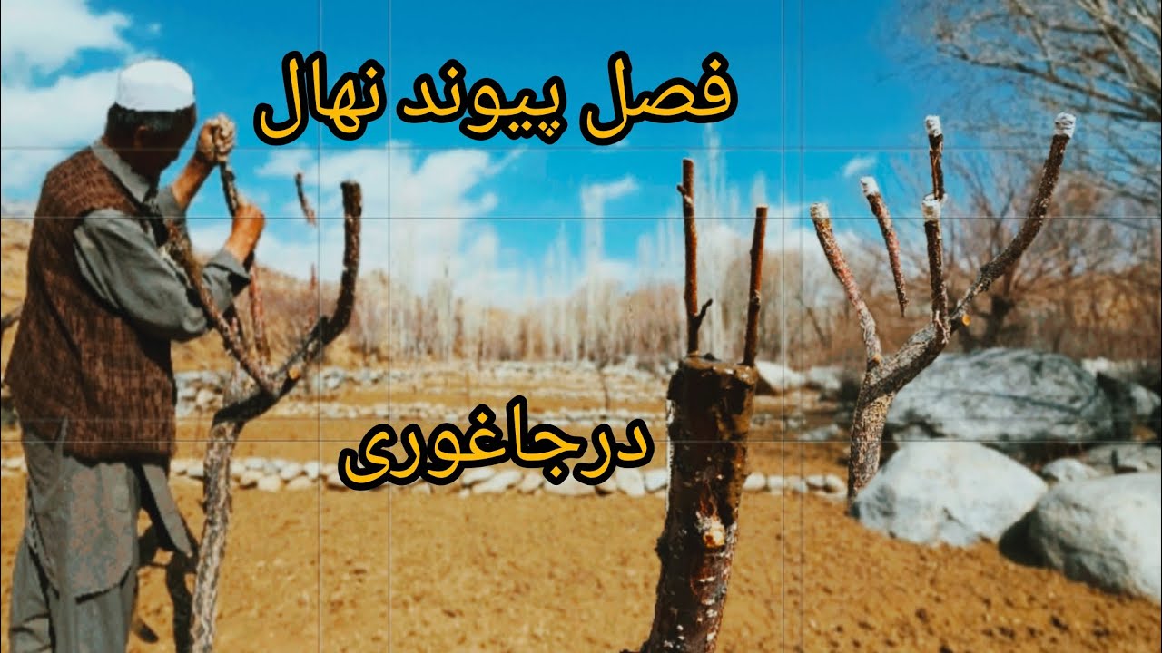 تماشای هنر پدرم در باغچه؛ پینه کردن (پیوند زدن) درخت و جان دادن به طبیعت 🌱
