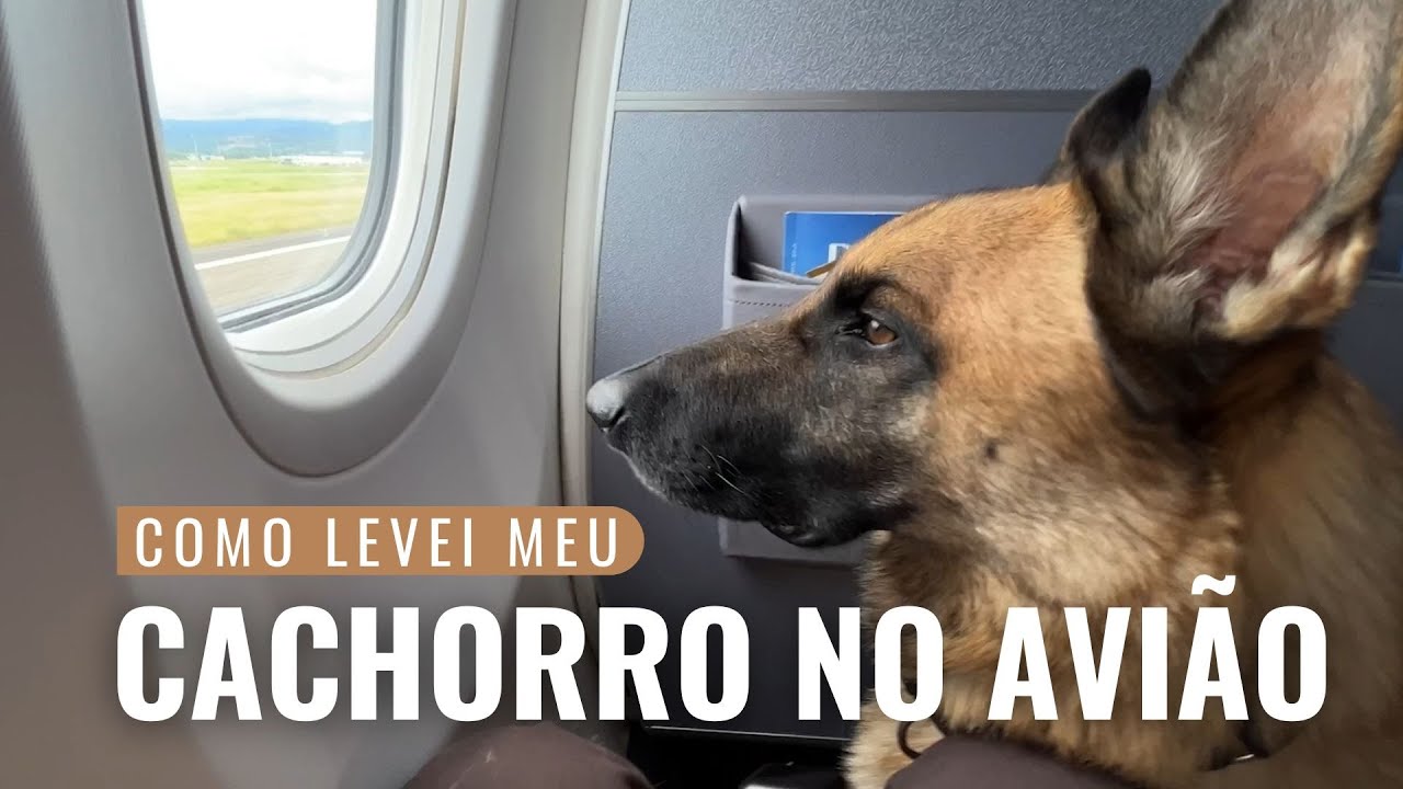 Como LEVAR UM CACHORRO na cabine do AVIÃO
