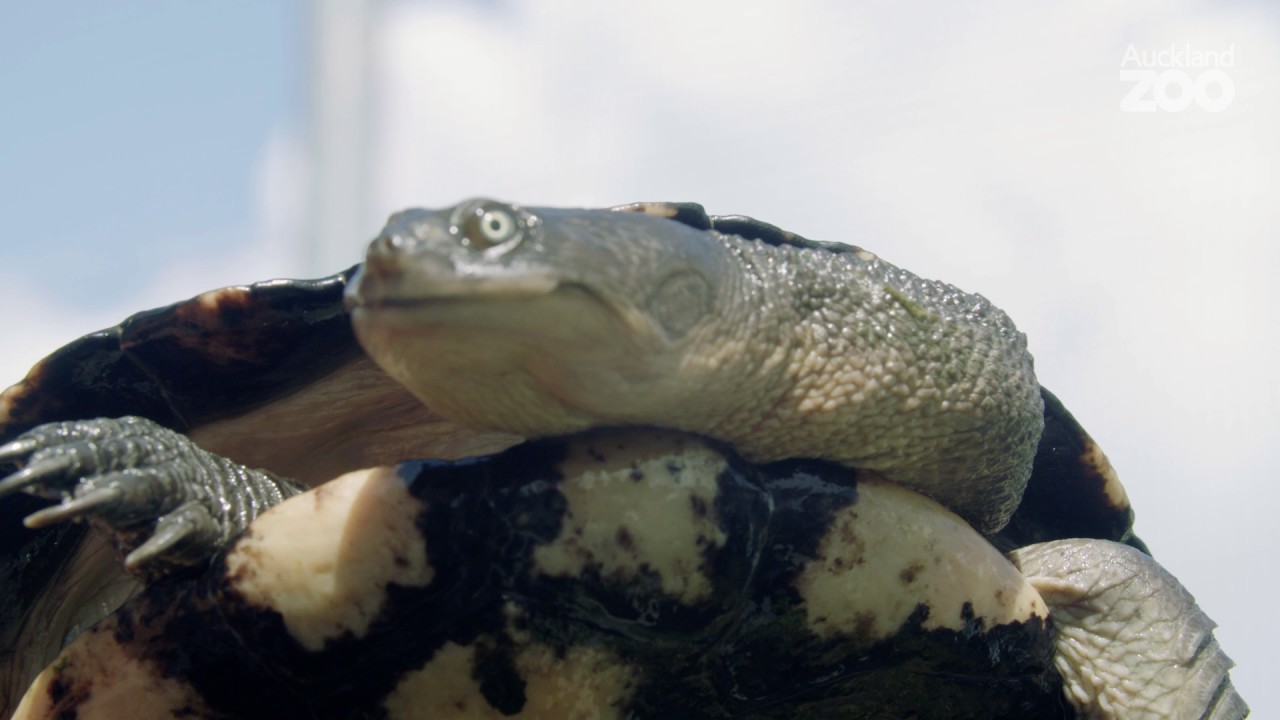 Zoo Tales - Snake-necked turtles