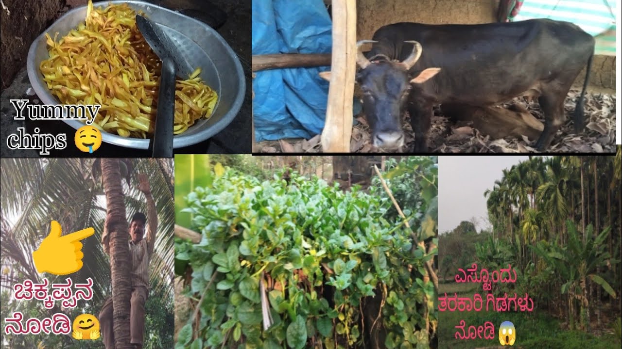ಅಬ್ಬಾ ಮನೆಯಲ್ಲೇ ಎಸ್ಟೊಂದು ತರಕಾರಿ ಗಿಡಗಳು 😱 ನಮ್ಮ ಚಿಕ್ಕಪ್ಪ ಮರದ ಮೇಲೆ ಏನು ಮಾಡ್ತಾ ಇದ್ದಾರೆ ನೋಡಿ 🤣