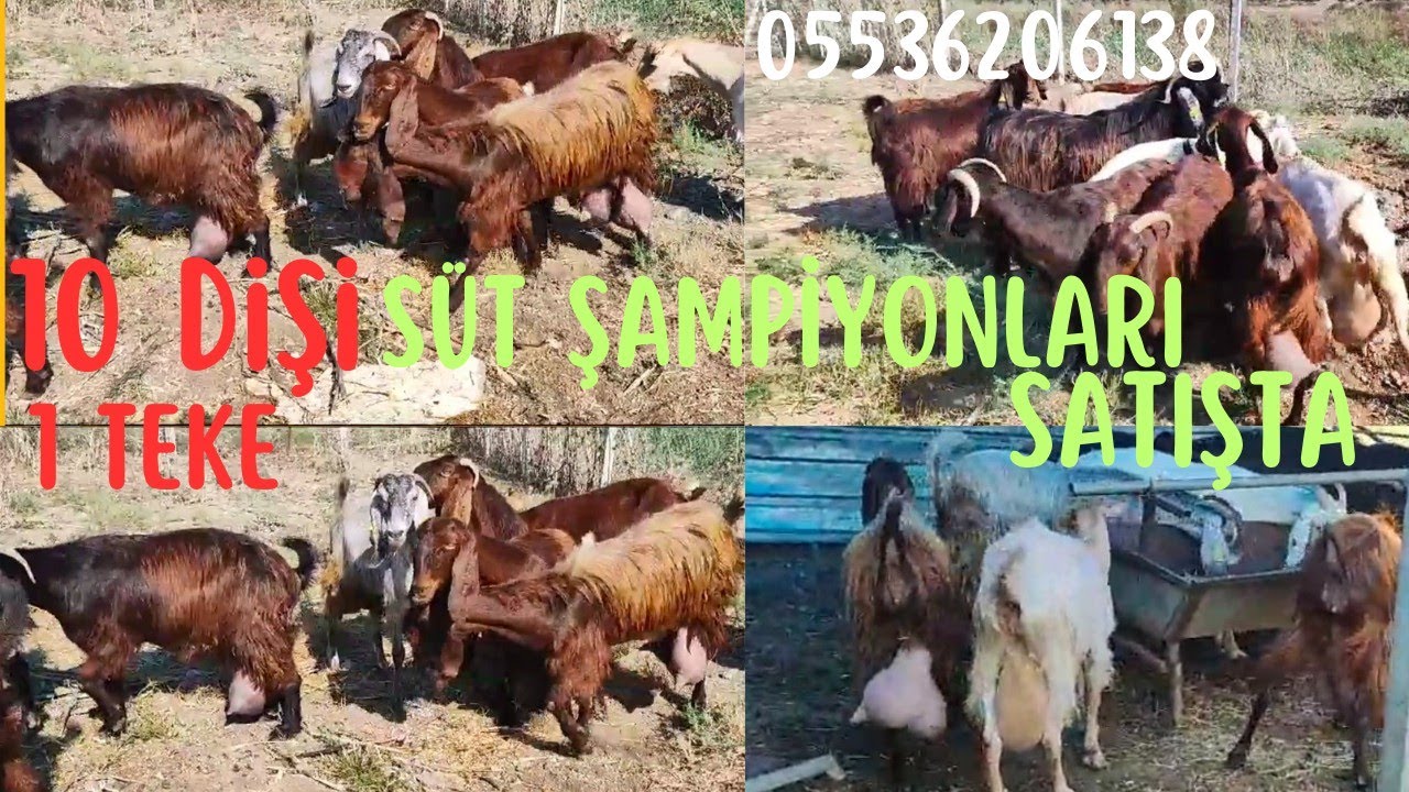 SÜT ŞAMPİYONLARI SATIŞTA 10 DİŞİ 1 TEKE 3 İLE 7 LİTRE SÜT VEREN HALEP KEÇİLERİ #keşfet#halepkecisi
