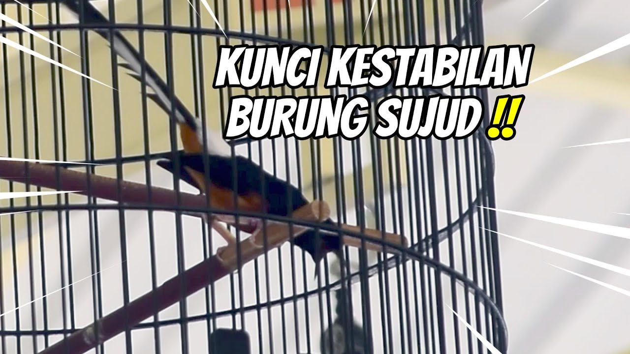 POINT PENTING YANG PERLU KITA JAGA SETIAP KITA TURUNKAN KE ARENA !!