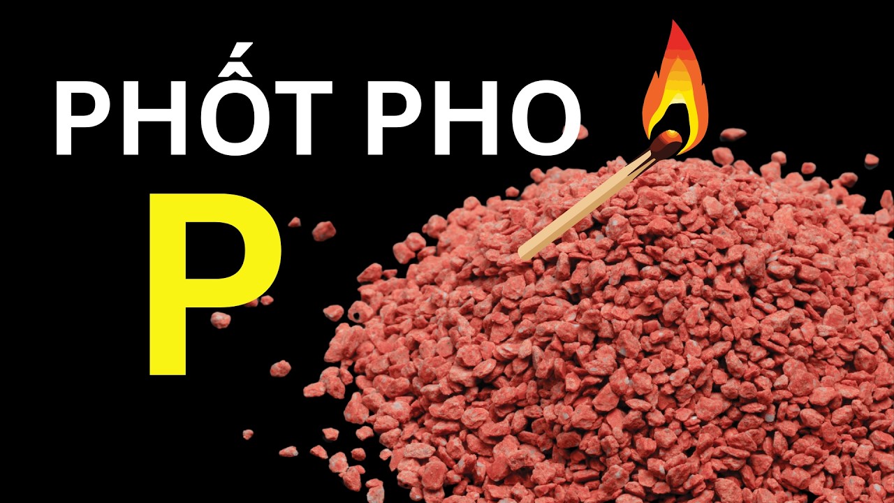 PHỐT PHO (P) – nguyên tố từ nước tiểu! | hành trình đi tìm 