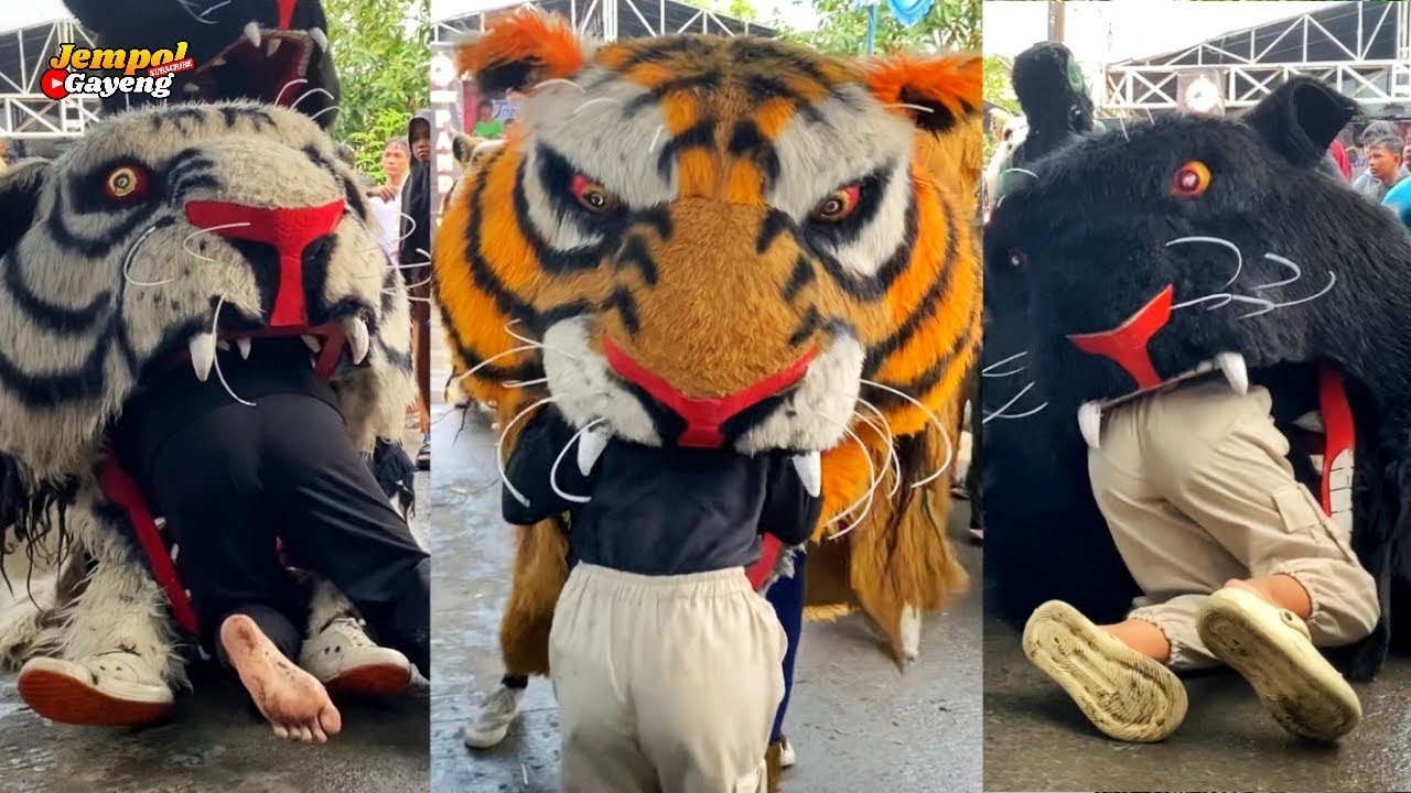 Makan Banyak Cewek ! Barongan Macan NEW PANDAWA Karangroto Genuk Semarang