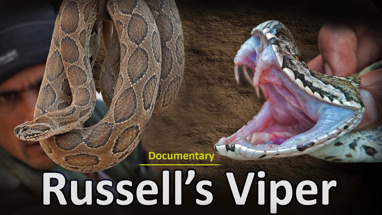Russells viper Snake |Daboia russelii|