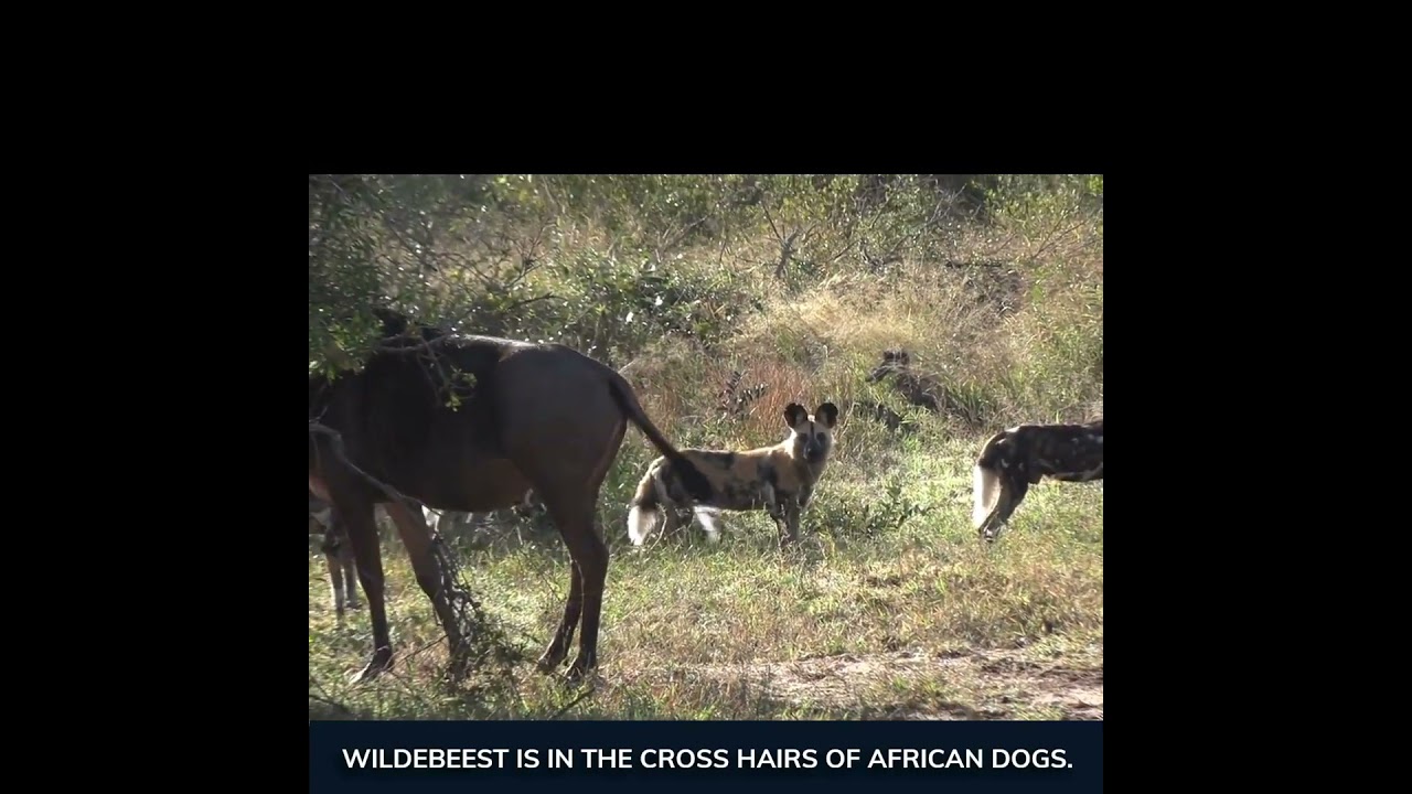 Life Is Natural And Realistic! Wild Dogs chase and capture! 👇Comment. #shorts #facts #cat #love