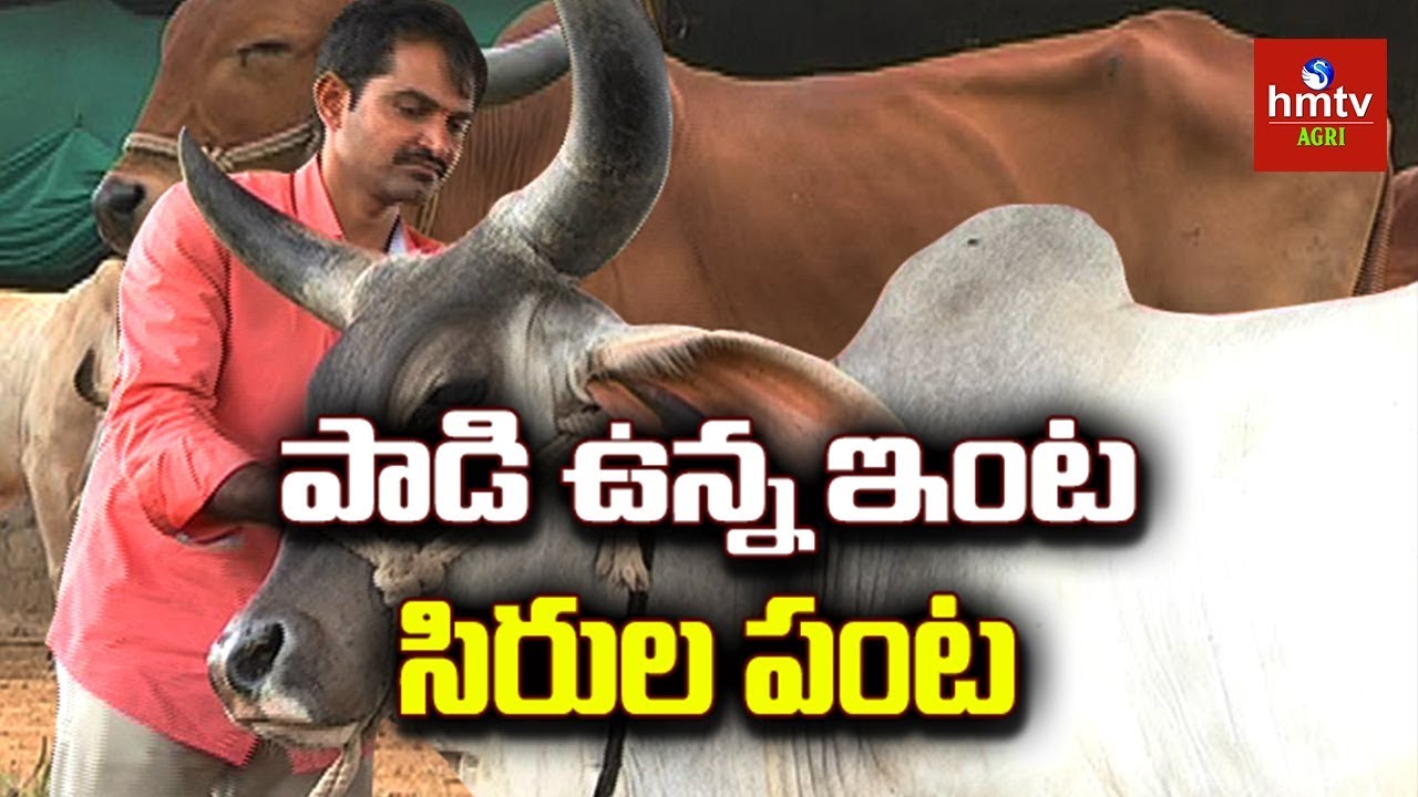 పాడి పరిశ్రమలో రాణిస్తున్న యువ రైతు | Desi Cattle Farming Success Story | hmtv Agri