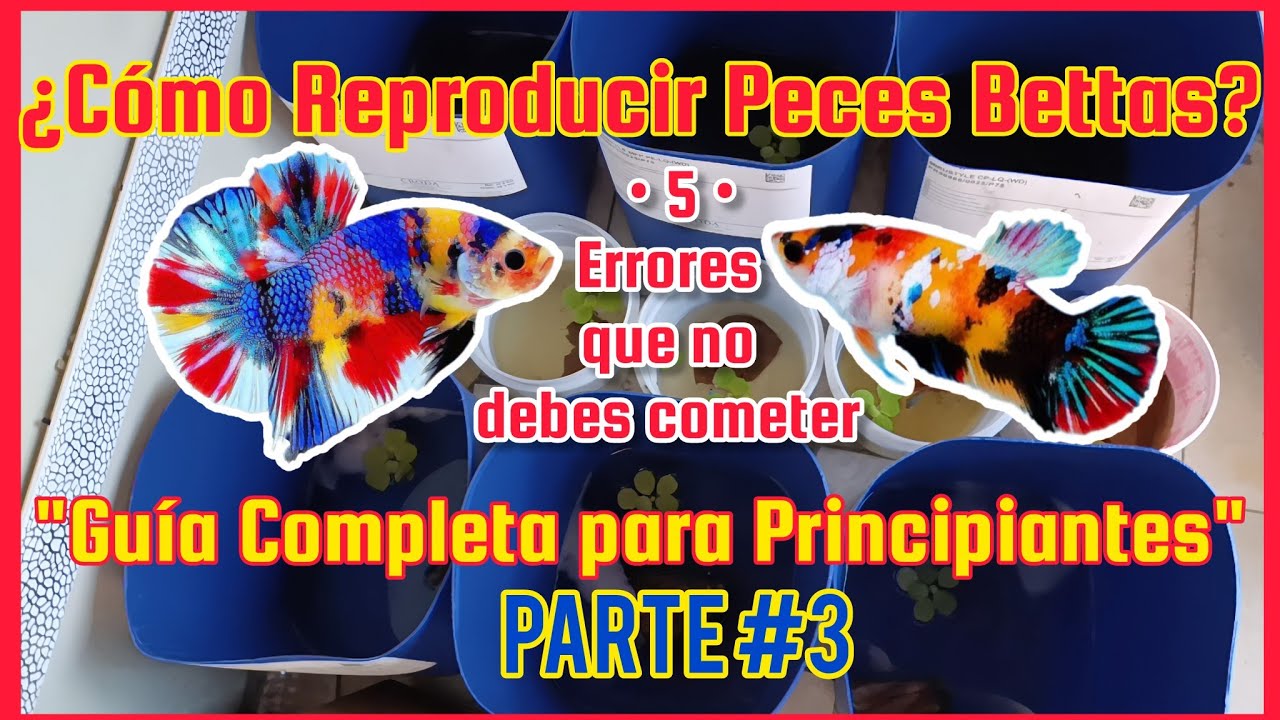 ¿Cómo Reproducir Peces Bettas: Guía Completa para Principiantes? Parte 3. #youtube #bettas