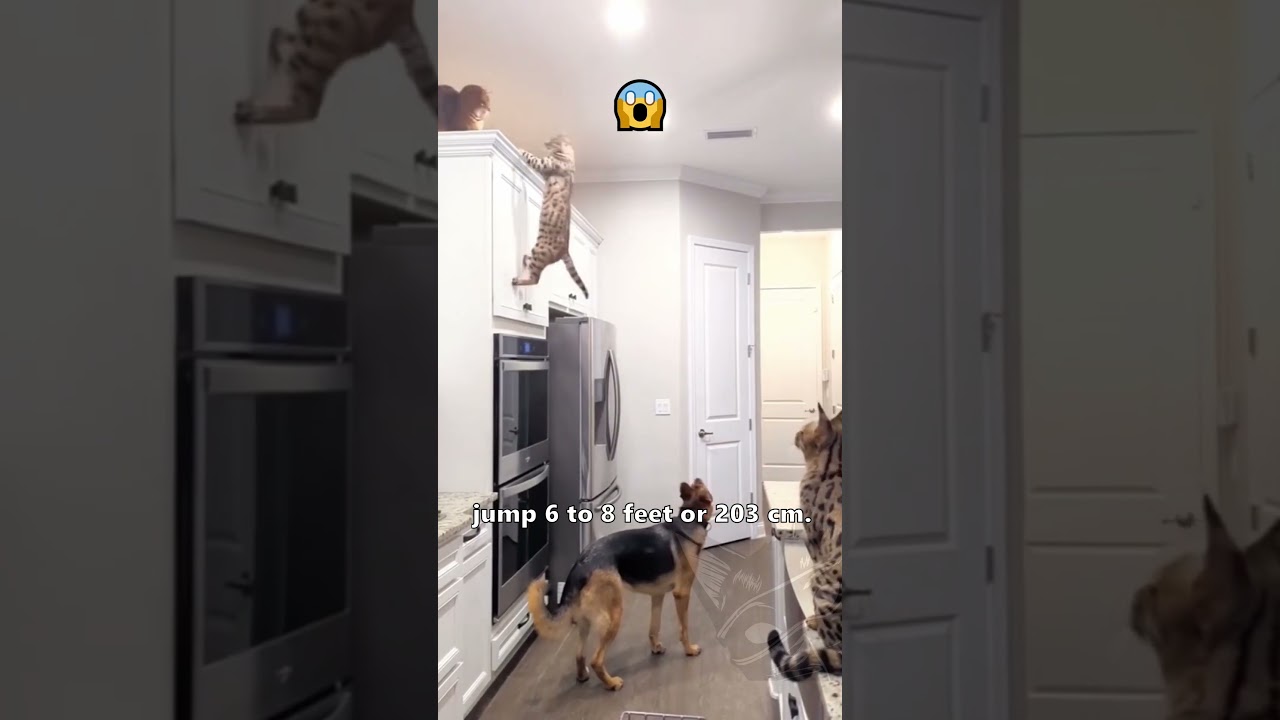 How Cats Jump So High and Why it&rsquo;s Not Good for You 😅