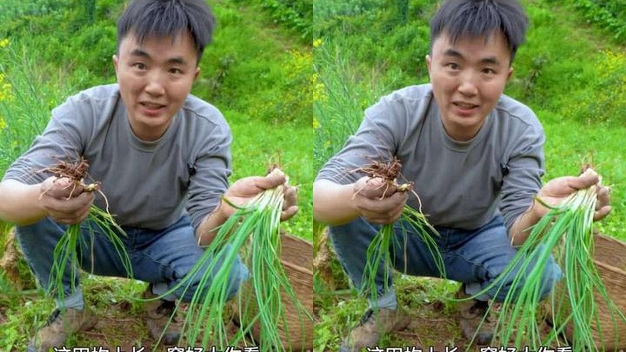 春天的野菜遍地都是，徐三娃撬野葱摘椿芽，和花菜芹菜摆摊生意火爆#我的乡村生活 #野葱 #摆摊 #新鲜采摘