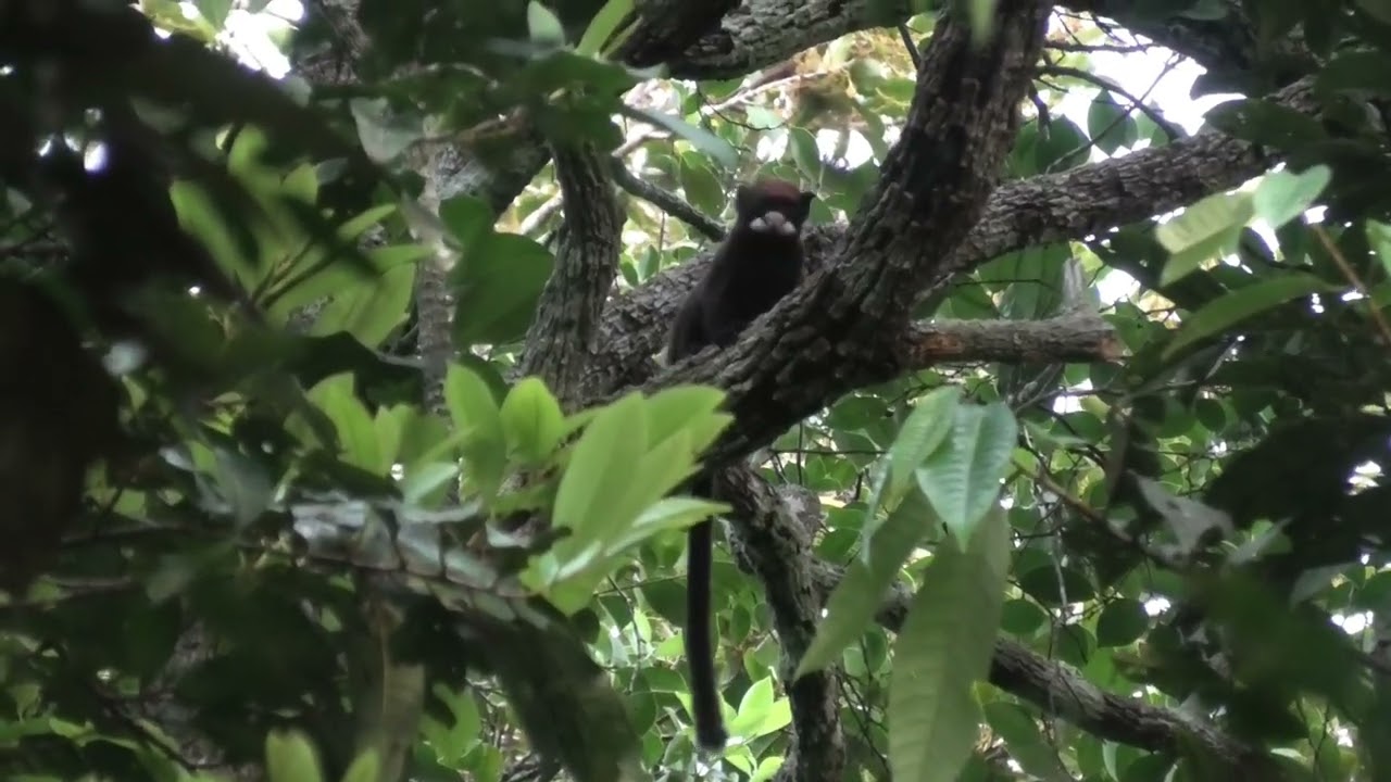 Red-Capped Tamarin! Superb Mustache!
