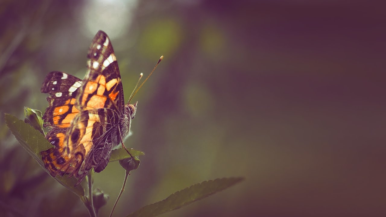 Luiz B - Butterflies [Silk Music]
