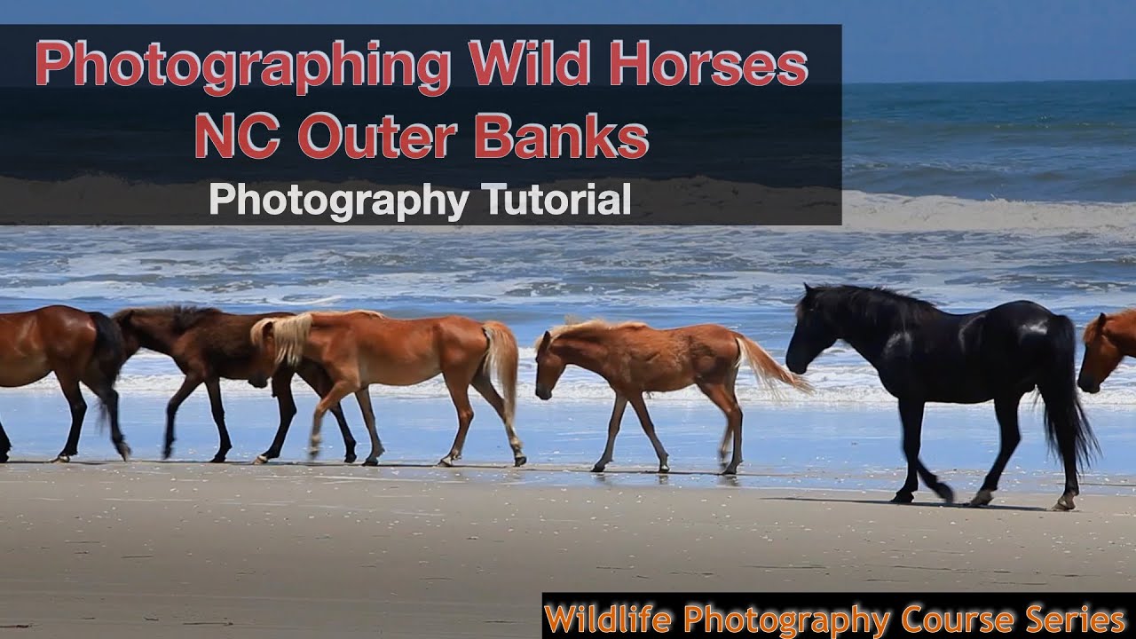 How To Photograph Wild Horses on NC Outer Banks