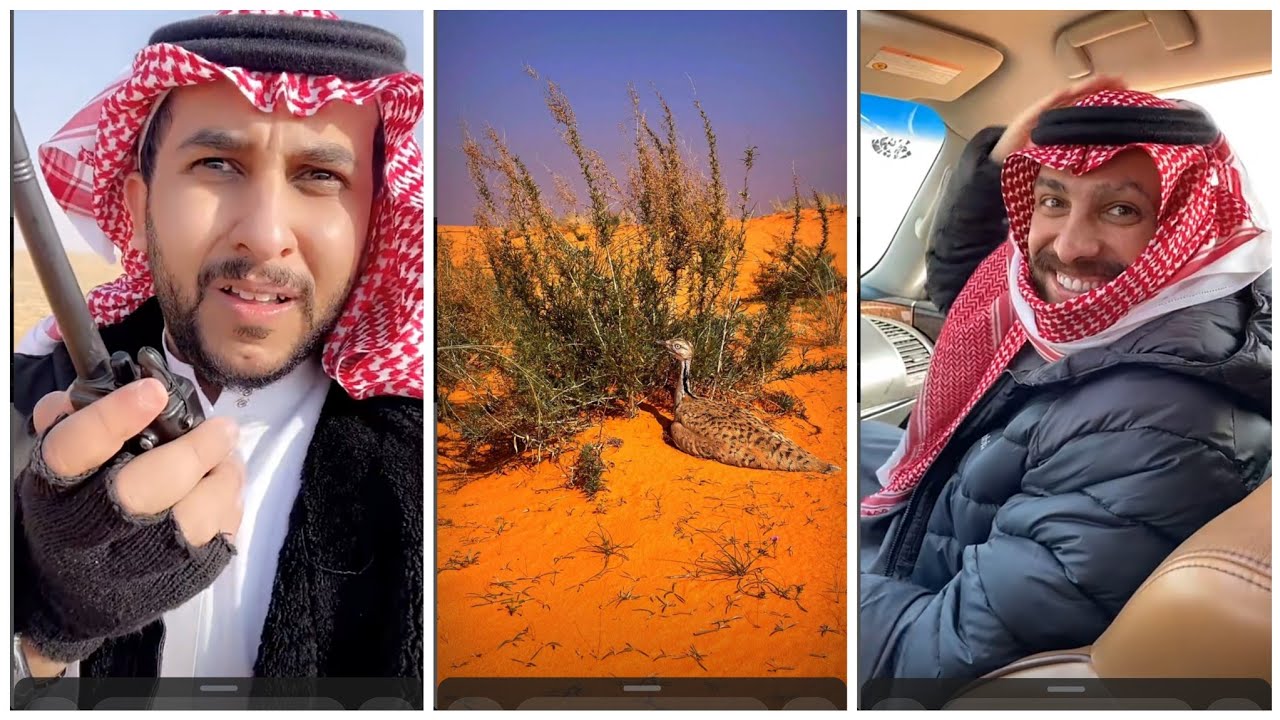 مقالب نايف حمدان وناصر العودة يصيدون حبارى في البر | تموت ضحك