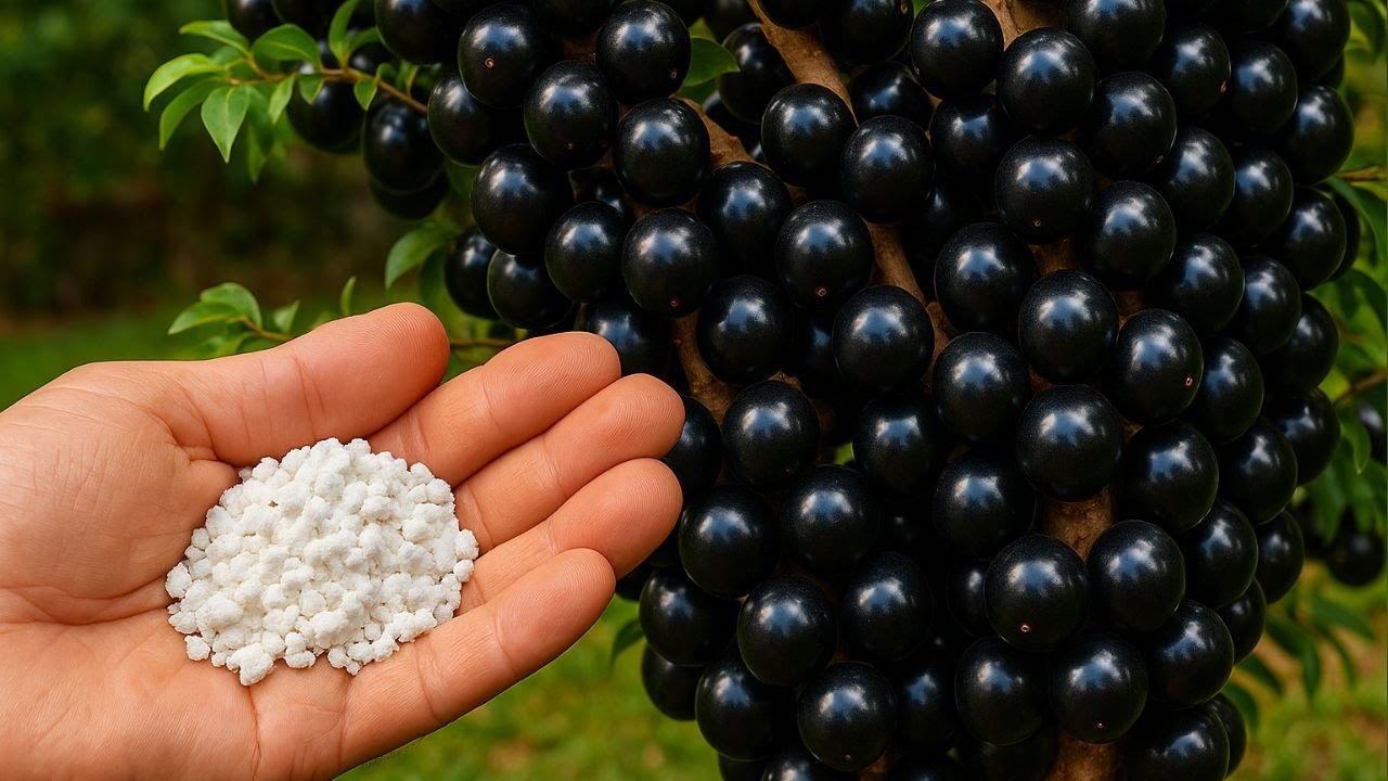 S&oacute; 1 Colher Faz CARREGAR QUALQUER PLANTA com FRUTAS O ANO TODO (Voc&ecirc; Sabia Disso?)