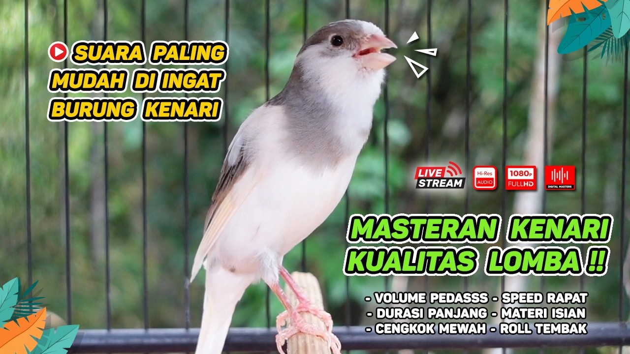 Kenari GACOR NGEREK‼️ Masteran Kenari PAUD dan Pancingan Kenari MACET BUNYI dan Betina NGIWIR - 217