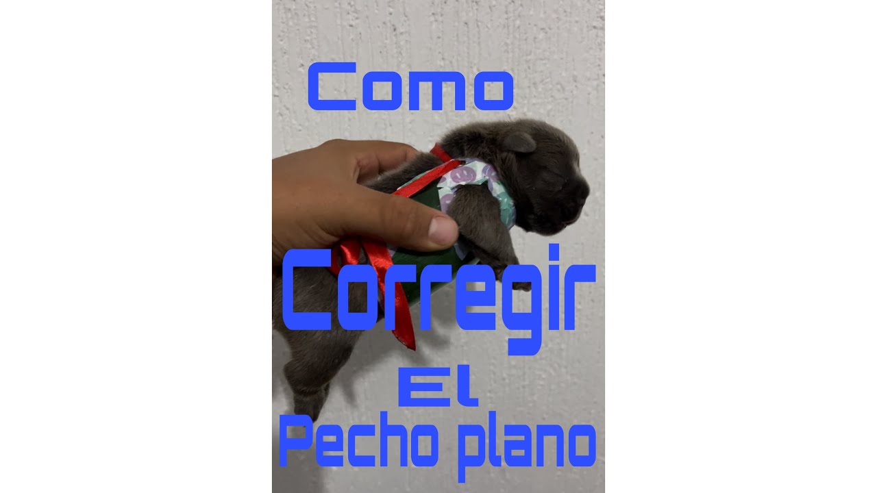 COMO CORREGIR EL PECHO PLANO EN CACHORROS