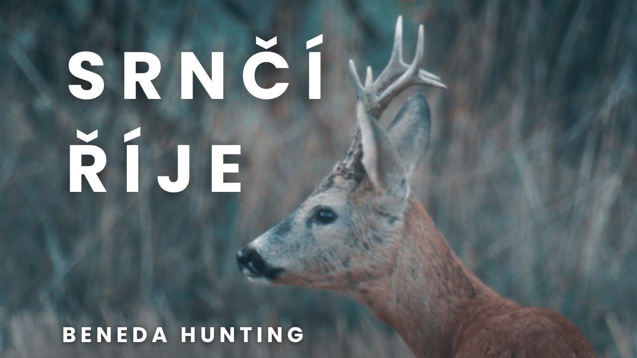 ROEBUCK RUT IN CZECH REPUBLIC