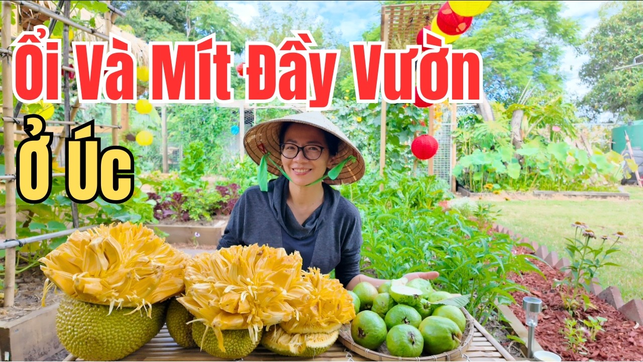 Cuộc Sống Úc - Thu Hoạch Ổi Nhiều Không Đếm Xuể - Mít Chín Đầy Cây Thơm Cả Vườn Nhà Ở Úc