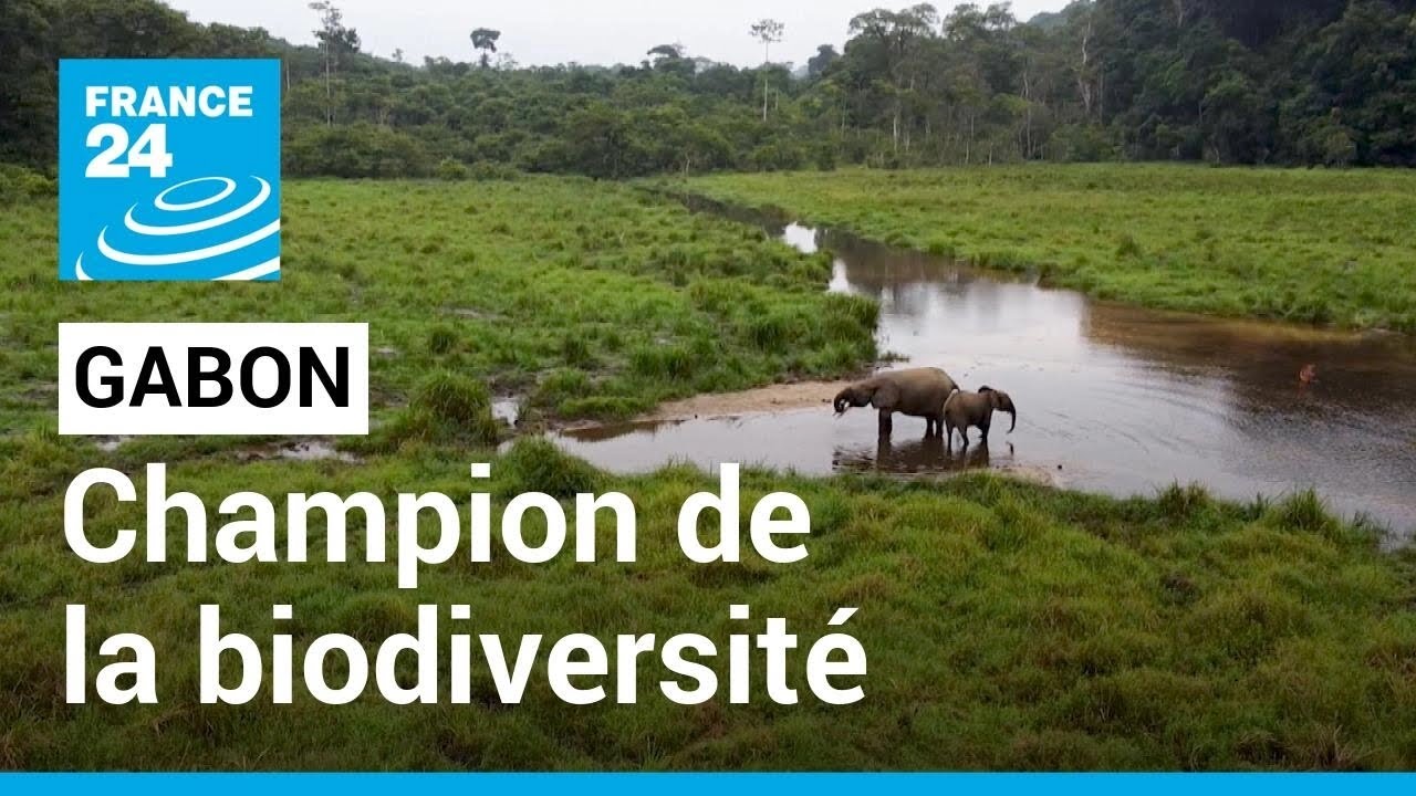 Le Gabon, champion de la biodiversité, abrite de nombreuses espèces menacées • FRANCE 24