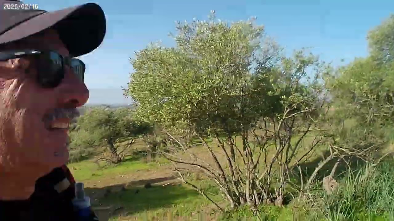 Trail Olivo y Pinar Alcolea del Río