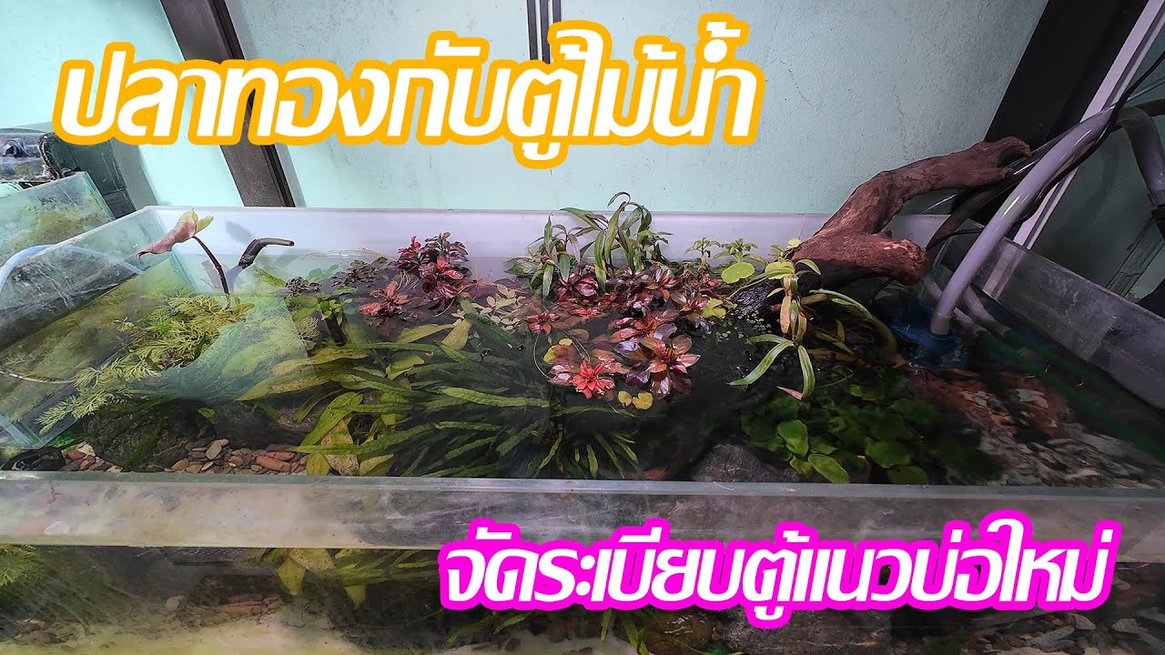 ปลาทองกับตู้ไม้น้ำ : จัดระเบียบตู้แนวบ่อใหม่
