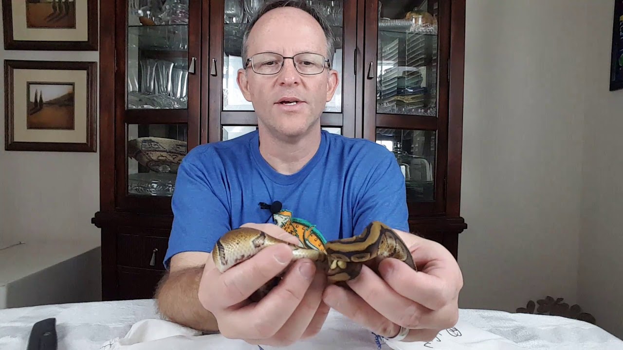 Unboxing Video from JKobylka Reptiles