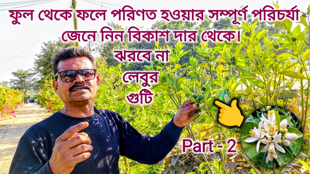 #লেবুর ফুল ও গুটি ঝরা রোধ করার সম্পূর্ণ পরিচর্যা | #ytvideo | #Citrus care. Part - 2