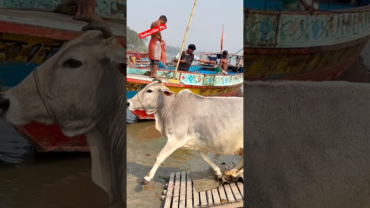 Cow Unloding ,Cow videos, Cow shorts ,Cow video ✅ (237) 