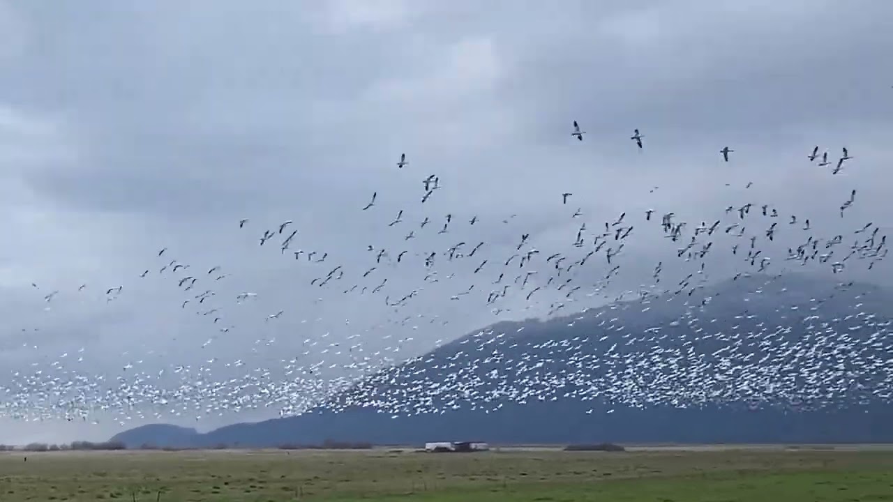 Snow Geese in a Field Near Edison, Washington.