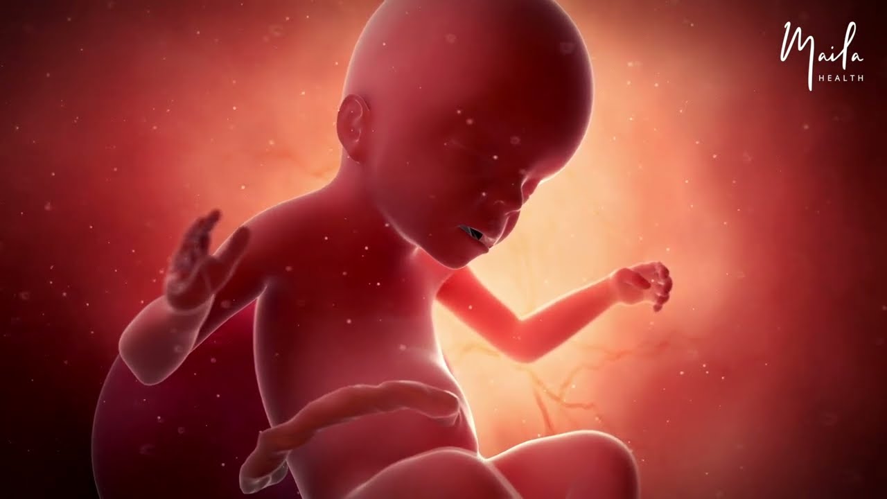 23 Weeks of Pregnancy | Second Trimester | Fetal Stage