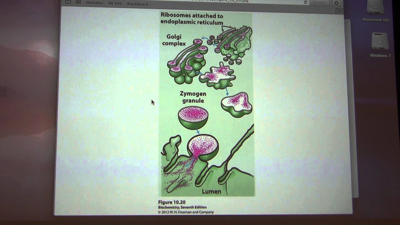 Ahern's Biochemistry #15 - Enzyme Control II