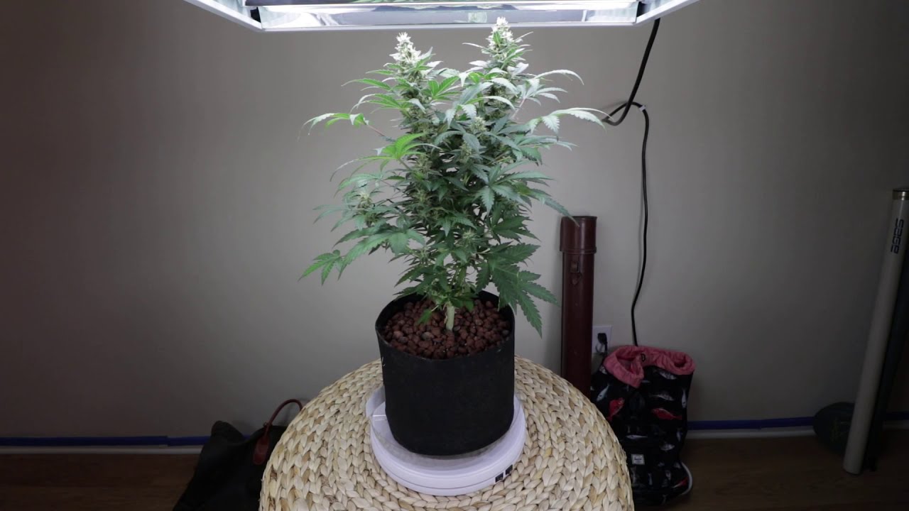 Home Office CBD Set Up