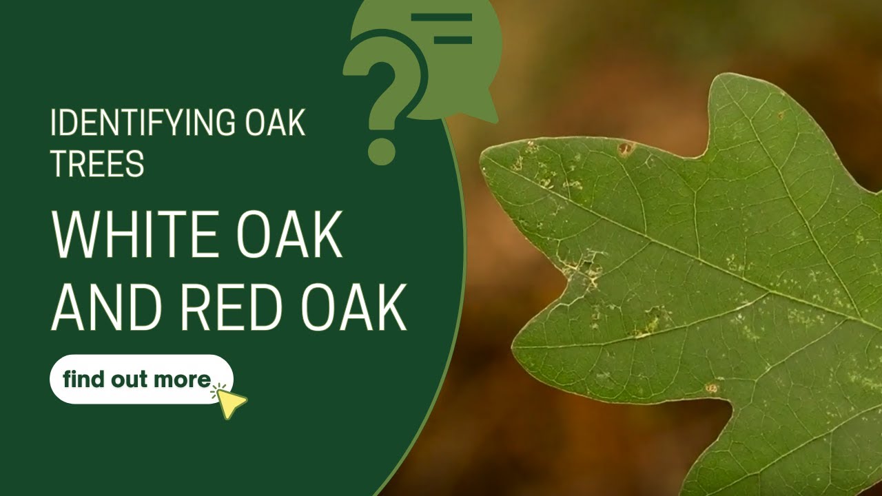 Identifying Oak Trees: White Oak and Red Oak