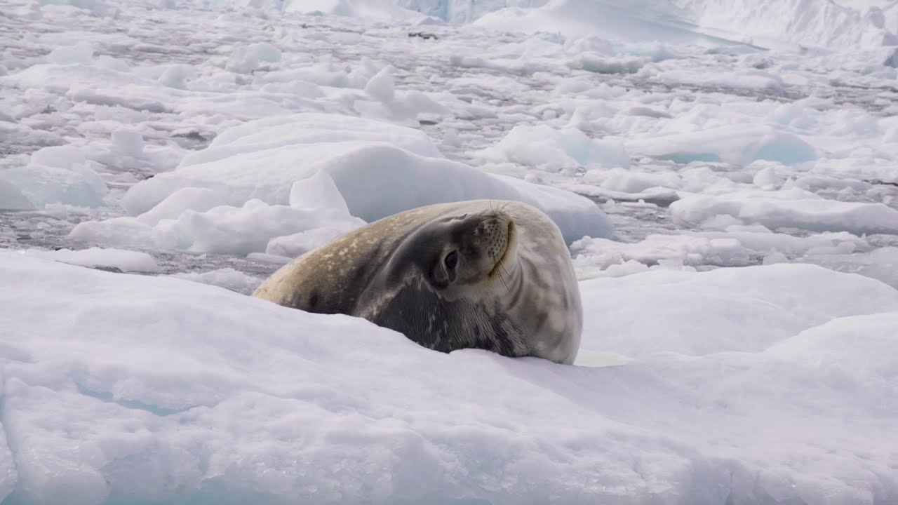 Experience Antarctica with Polar Latitudes