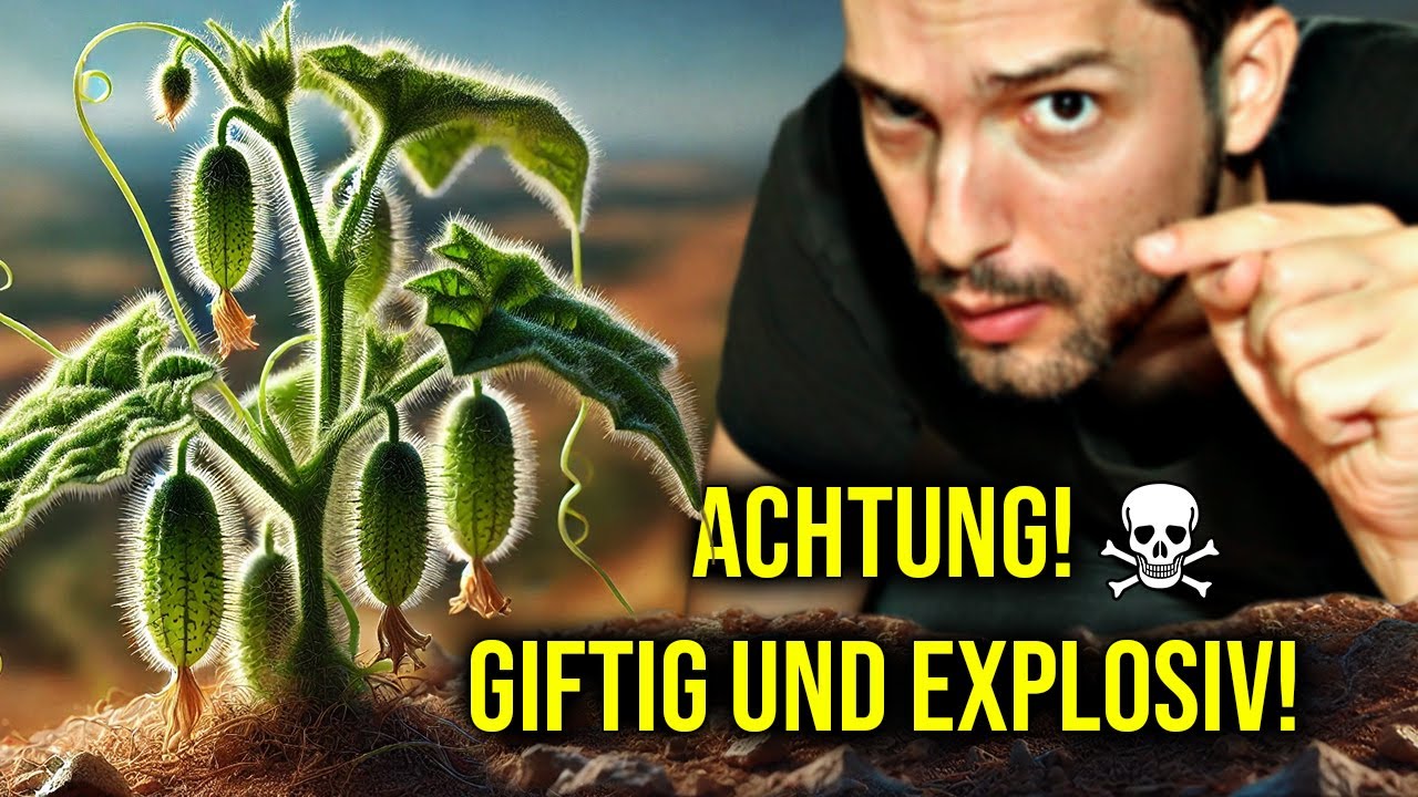 Tödliche Gift-Pflanze Europas explodiert bei Berührung!