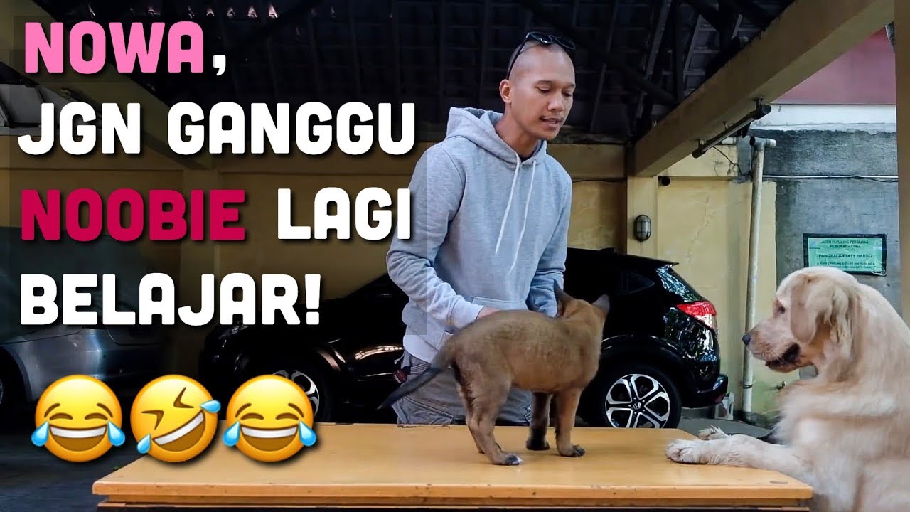 PELATIHAN NOOBIE | ANUBIS THE BELGIAN MALINOIS