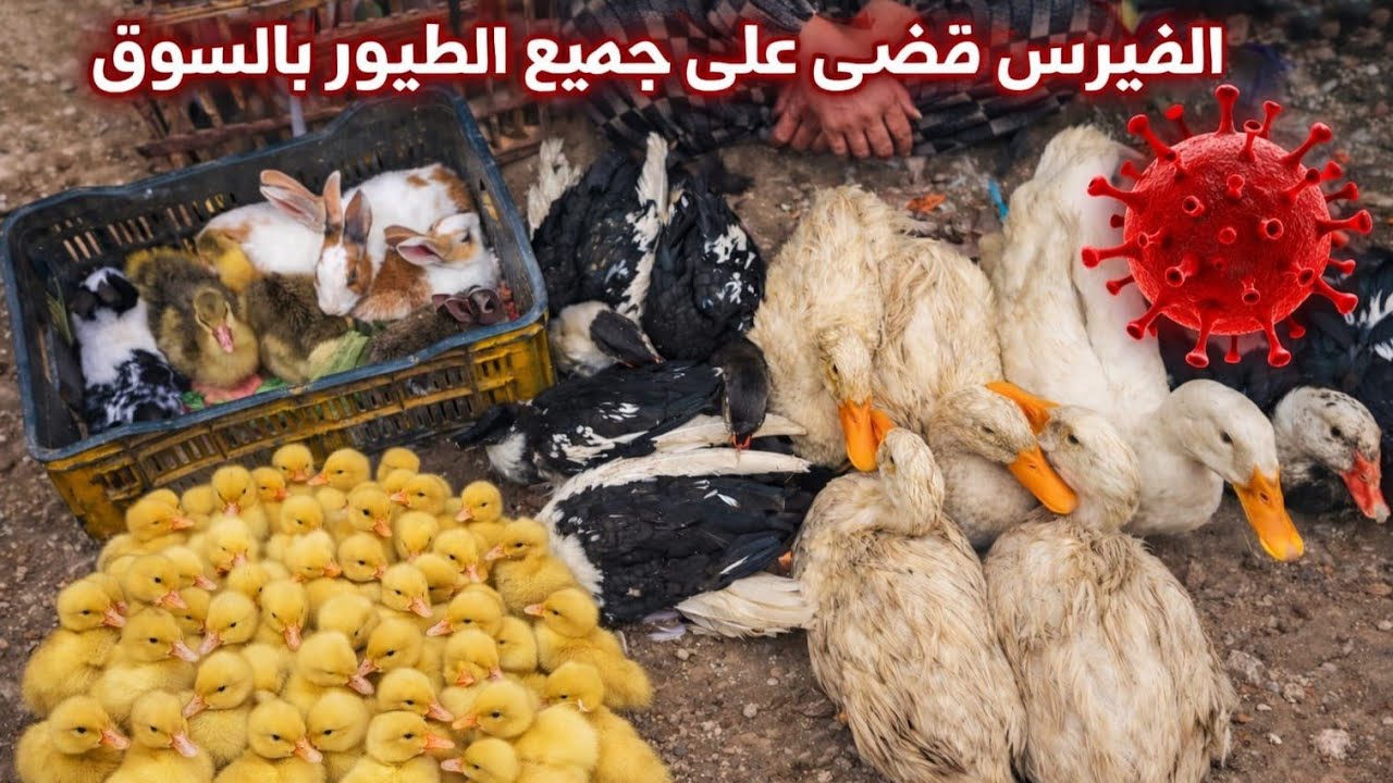 #اسعار الطيور قبل العيد😱صدمة عند دخول السوق# الفيرس قضي علي جميع الطيور بالسوق👹#كتاكيت#وز اخضر