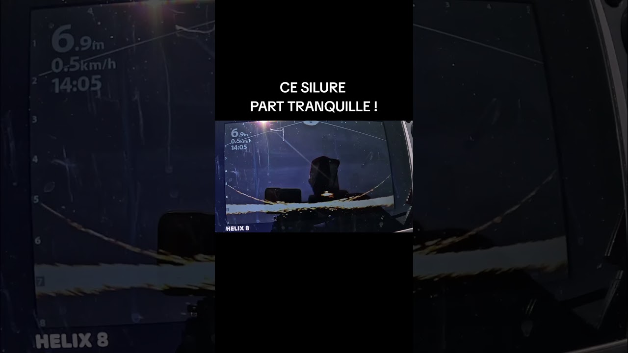 CE SILURE PART TRANQUILLE ! #fishing #fredpandafishing #megalive #navicomcrew