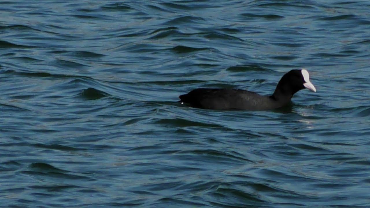Lac de Mison