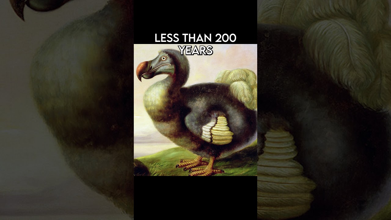 How we made the Dodo Extinct in 200 years