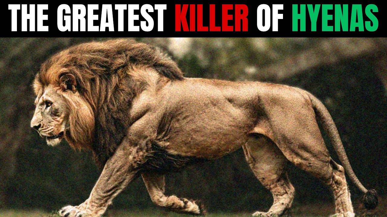 LION &ndash; KIRAAN The Predator Who Killed 400 Hyenas and Lived Only for War